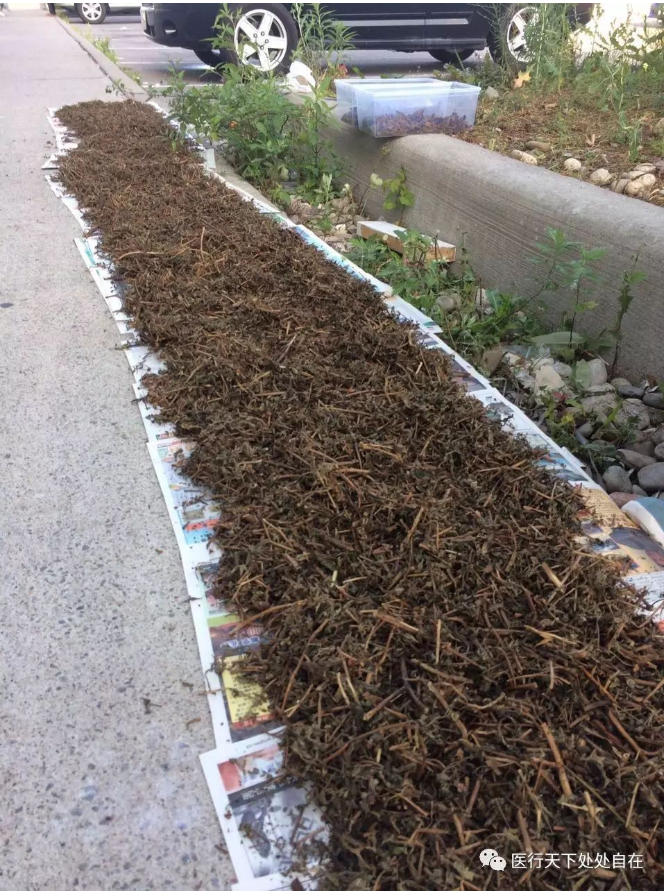 一种大家都能用得起的养生仙草-可以抗肿瘤治癌症