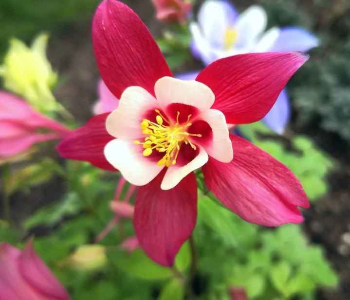 多伦多最美的风景