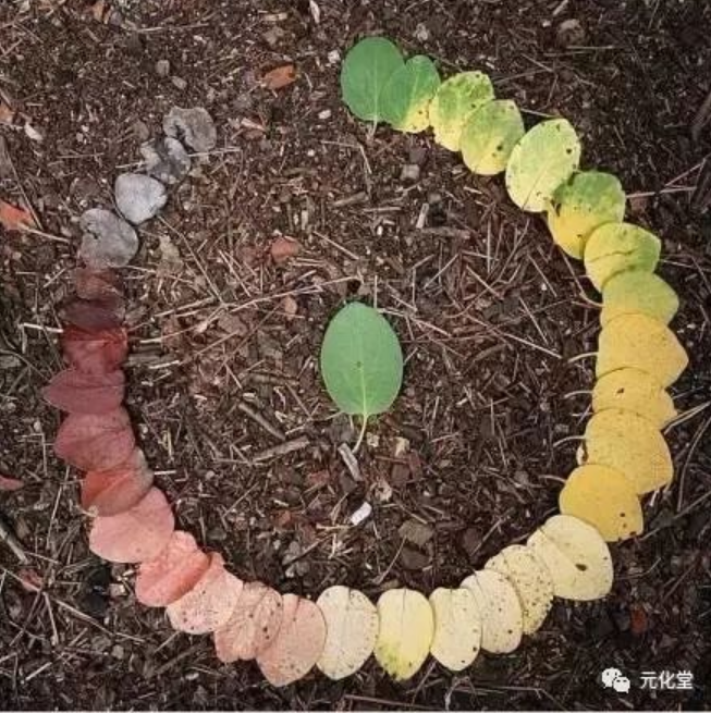 最美八月，雪域之花