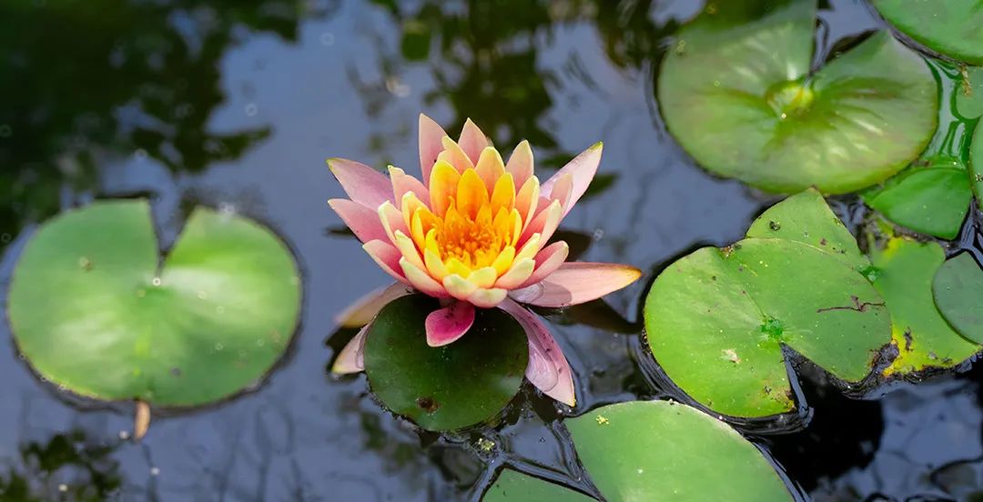 我是怎样改变母亲的？