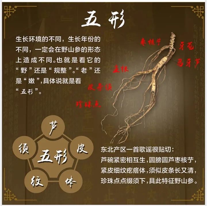 漫谈人参 | 一分钟教您成为鉴别专家
