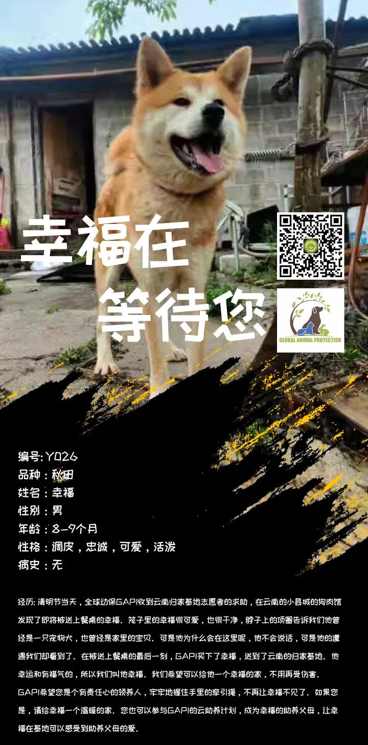 狗狗领养 | 幸福美满的故事