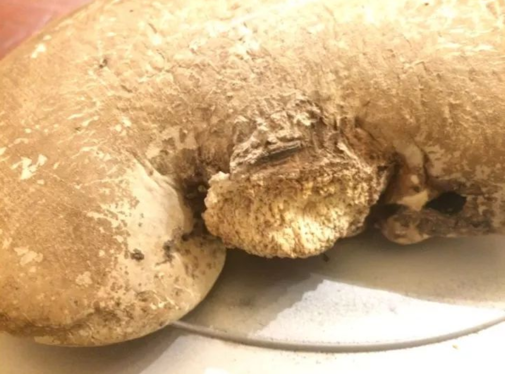 白灵芝----起死回生之妙药，无底价拍卖