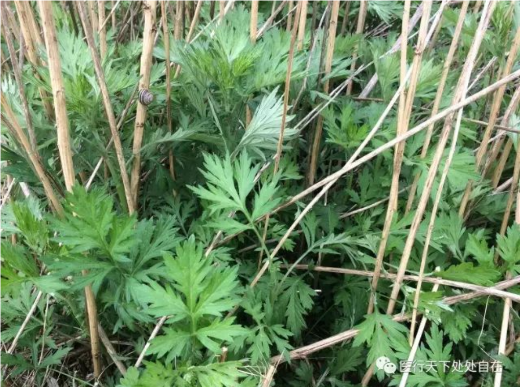 端午9毒日，又遇3伏天，唯有艾灸救你命！