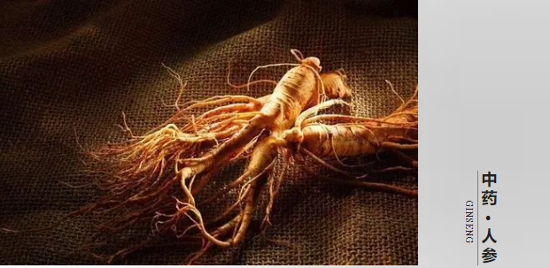 老药的故事之——人参