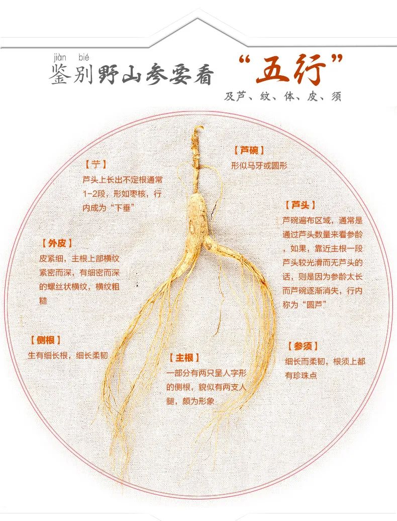 老药的故事之市场常见“野山参”的鉴别