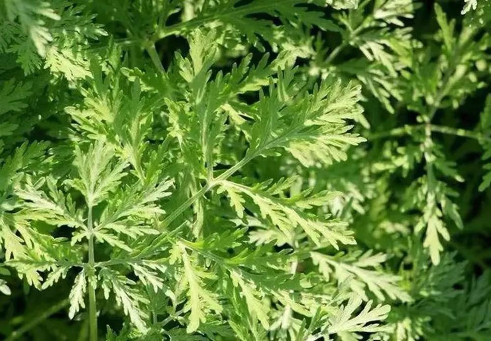 艾灸使用小贴士: 艾灸治百病，你不知道的几个要点