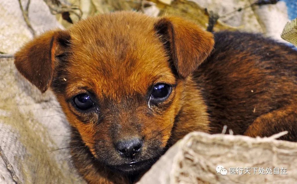 首例全球中药治愈狗瘟