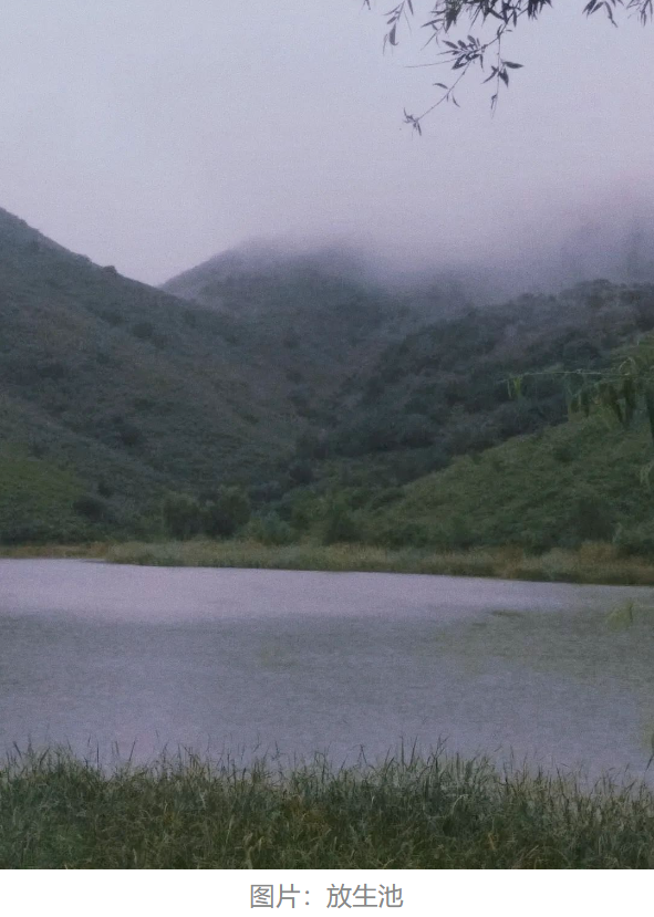 7.28为国为民祈愿放生