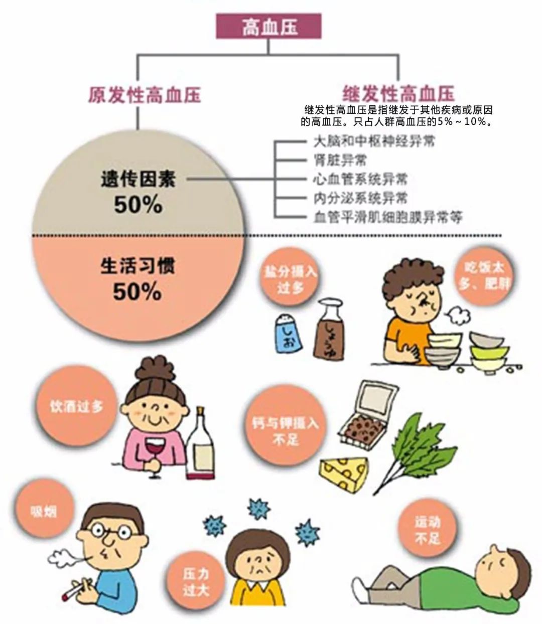 【纯品活酵】3分钟让你全面了解高血压