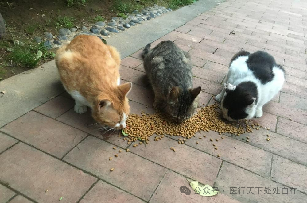 中国最有爱心的小伙,每年花几十万救助流浪猫,一救就是好几年|流浪猫|小伙|猫_新浪新闻
