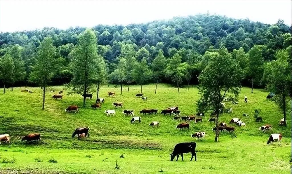 加快种养结合、农牧循环！这十大畜禽粪污资源化利用模式将被主推|畜牧业|畜禽|资源化_新浪新闻